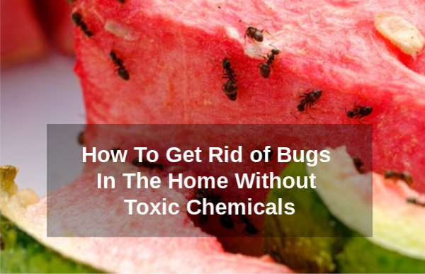 How to Get Rid of Household Insects Without Toxic Chemicals