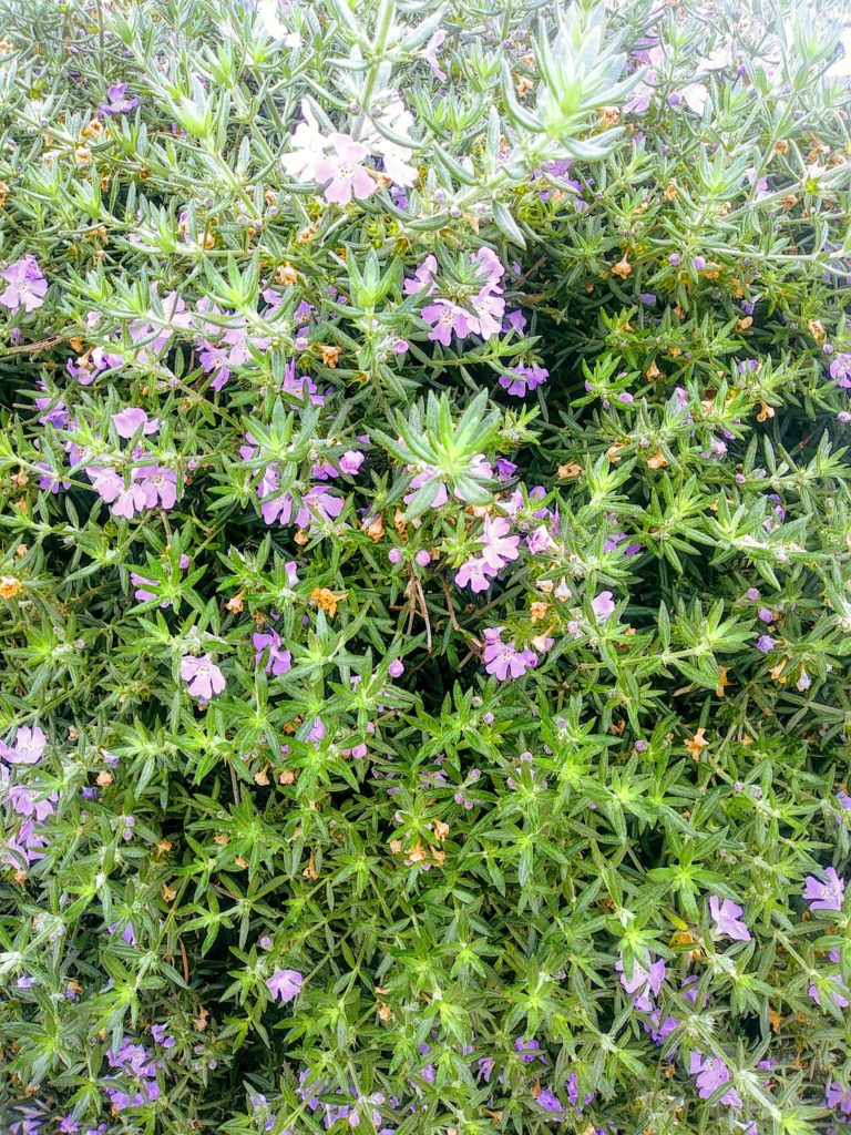 Flowering Rosemary