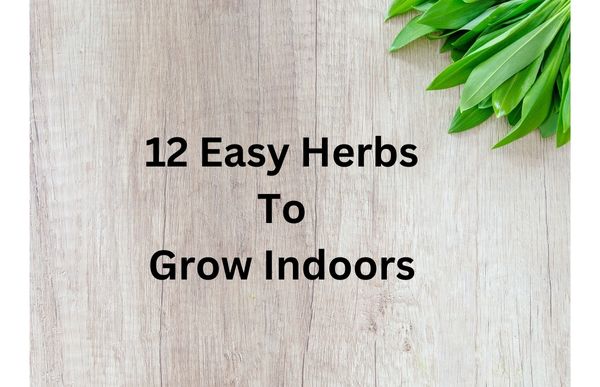 12 Easy Herbs to Grow Indoors