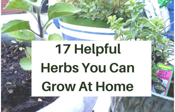 17 Helpful Herbs You Can Grow At Home - Home Comforts Blog