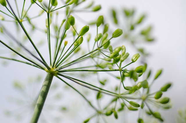 Dill Plant Leaves