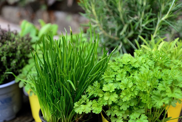 Herbal Garden with Parsley, Chives and Rosemary