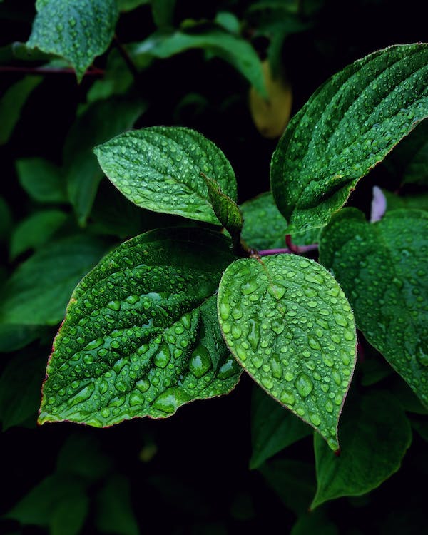 Peppermint is easy to grow and has many health benefits