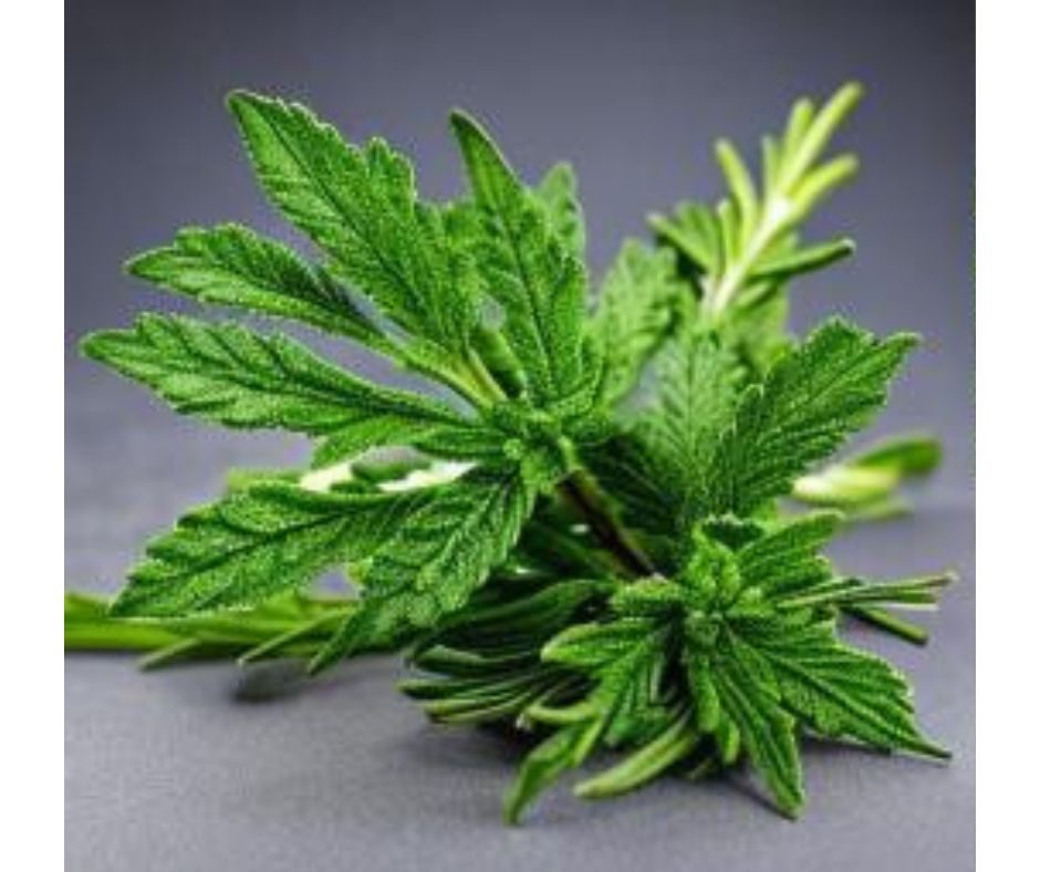 Stinging Nettle: The Natural Remedy for Promoting Hair Growth